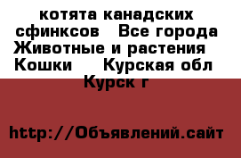 котята канадских сфинксов - Все города Животные и растения » Кошки   . Курская обл.,Курск г.